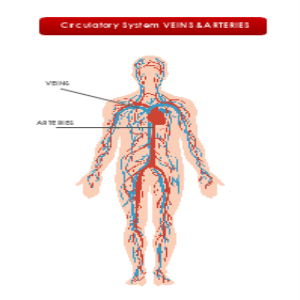 Circulatory System thumb